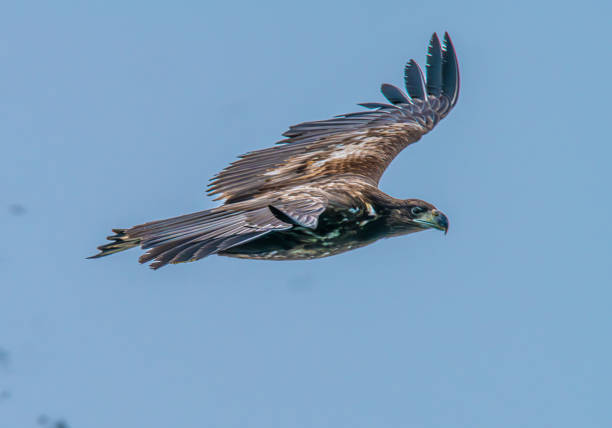 The background is a blue sky, in the center the white-tailed eagle with its spread wings, the left wing and the head are clearly visible on the right of the photo,