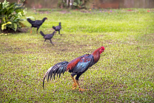 Slim rooster on a lawn in front of his family. The picture is taken in Harau Valley in the northwestern part of Sumatra