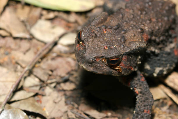 istock Head of a Japanese comon toad moving over dead leaves in the forest (Wildlife closeup macro photograph) 2151545779
