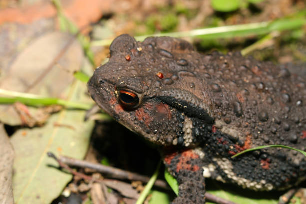 istock Head of a Japanese comon toad moving over dead leaves in the forest (Wildlife closeup macro photograph) 2151545896