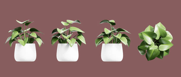 Green tropical plant in a pot isolated on background 3d rendering