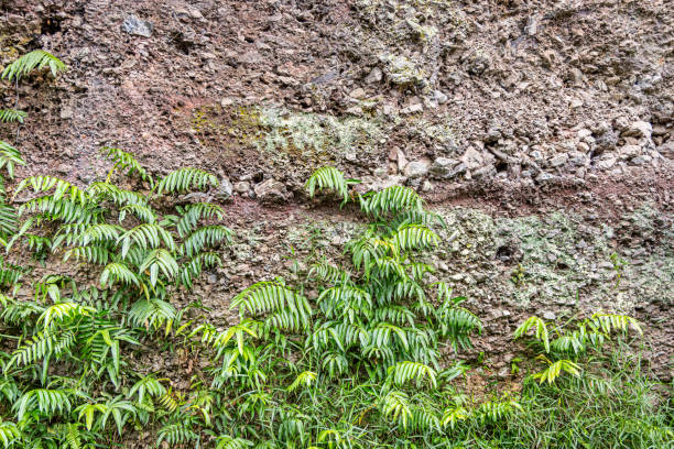 Lush plants in front of a mountain rough wall. The picture is taken in Harau Valley in the northwestern part of Sumatra