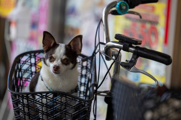 istock A sweet dog in a bicycle basket 2151546914