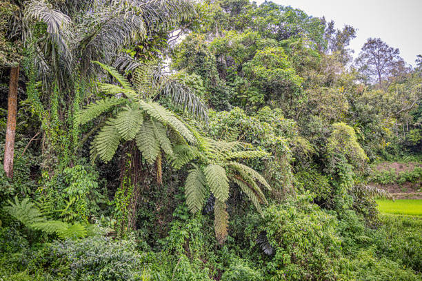 Jungle leaves background