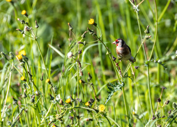 European goldfinch or goldfinch (Carduelis carduelis) perching on a tree against a white background.