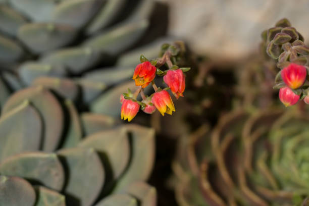 istock Pattern and abstract of succulent flower 2151548179
