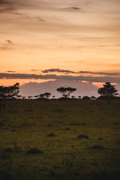 Dramatic sunset over Masai Mara, colorful sky and acacia trees