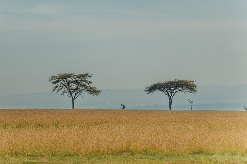 Two acacia trees stand over golden Masai Mara grasslands