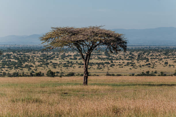 Solitary Acacia tree in expansive Ol Pejeta savannah