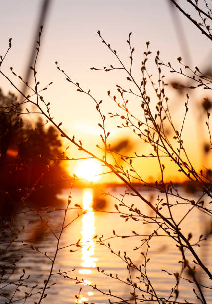 Sunset over the lake. Tree branches with buds and young leaves. Lake Vesijärvi Lahti Finland