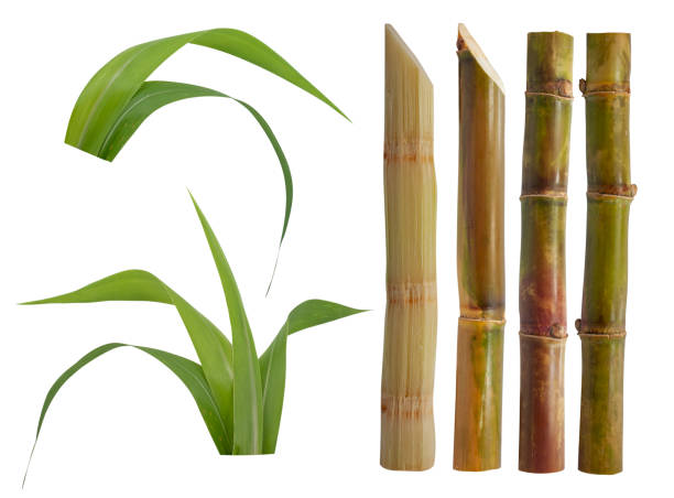 istock Sugar cane isolated on white background 2151549391