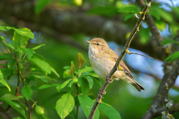 istock male common chiffchaff in natural habitat 2151549397