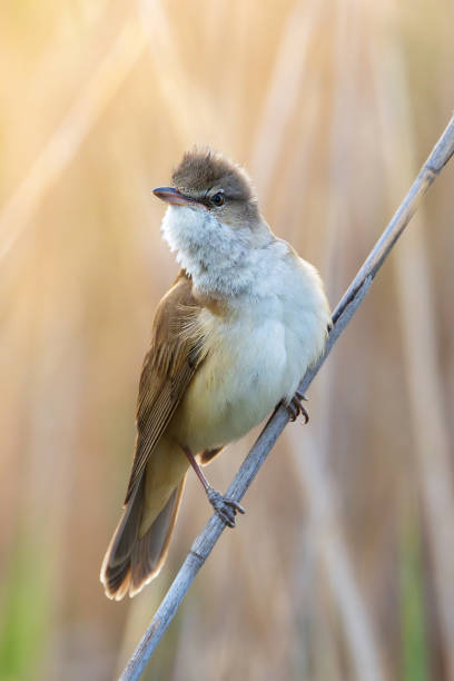 istock great reed warbler in beautiful orange light 2151549406