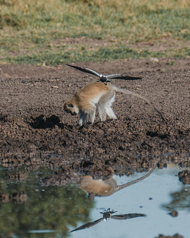Vervet monkey by water with bird in flight, Masai Mara
