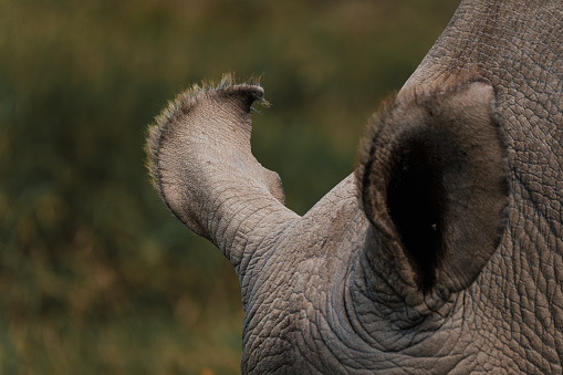 Close-up of tufted ears on a northern white rhino