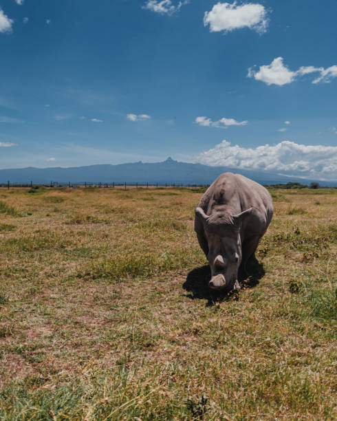 istock Last northern white rhinos grazing, Mount Kenya backdrop 2151549609