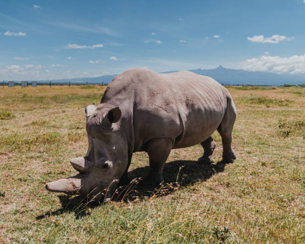 istock Last northern white rhinos grazing, Mount Kenya backdrop 2151549623