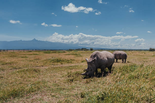 Last northern white rhinos grazing, Mount Kenya backdrop