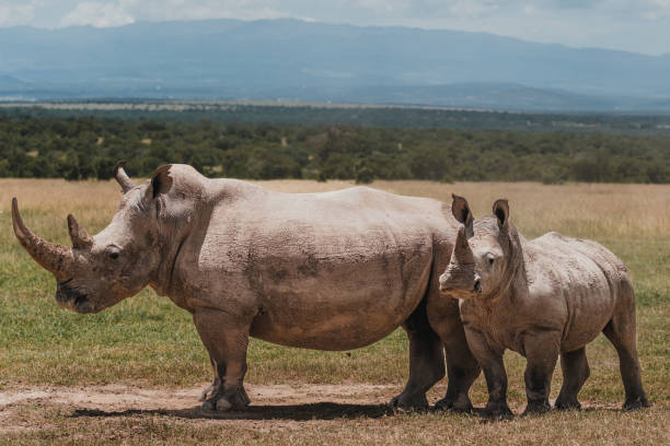 istock Southern white rhinos with scenic backdrop in Kenya 2151549724