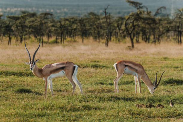istock Two Grant's gazelles stride across Kenyan grassland 2151549852