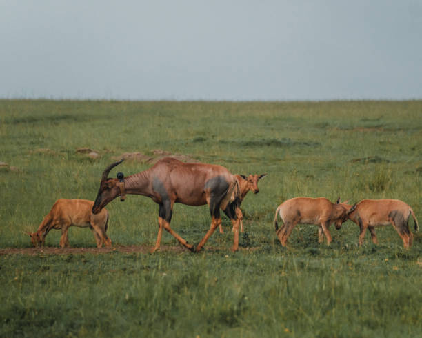 istock Topis and calves grazing, Masai Mara, Kenya 2151549862