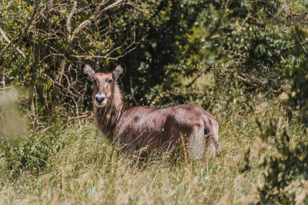 istock Waterbuck in dense Masai Mara foliage 2151549916