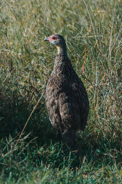 istock Yellow-necked Spurfowl perched, vivid in Kenyan dawn. 2151549919