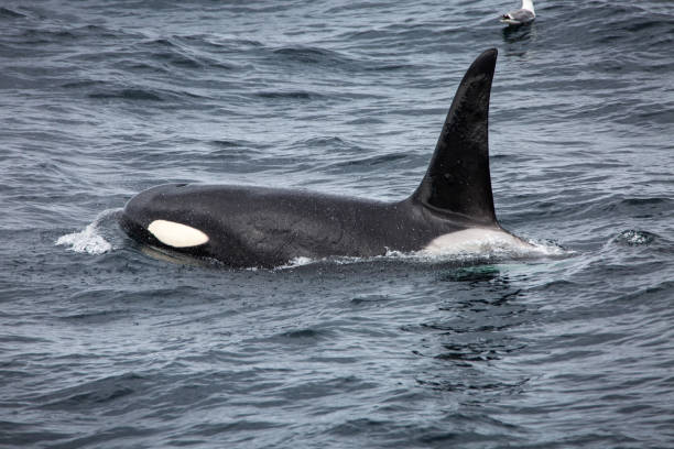 istock Orca or killer whale (Orcinus orca), Norway, Europe 2151550137