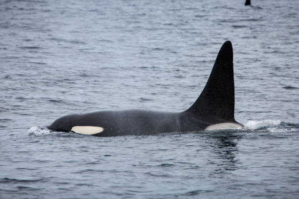 istock Orca or killer whale (Orcinus orca), Norway, Europe 2151550191