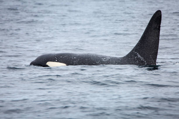 istock Orca or killer whale (Orcinus orca), Norway, Europe 2151550209