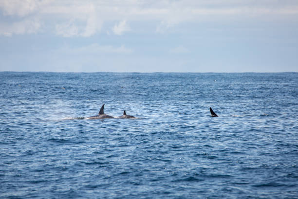 istock Orca or killer whale (Orcinus orca), Norway, Europe 2151550268