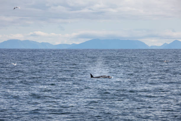 istock Orca or killer whale (Orcinus orca), Norway, Europe 2151550269