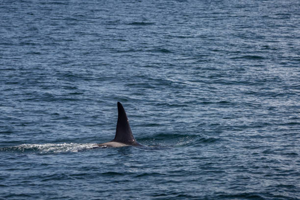 istock Orca or killer whale (Orcinus orca), Norway, Europe 2151550328