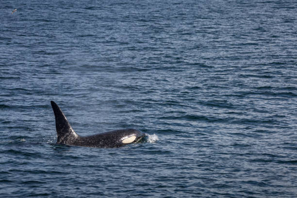 istock Orca or killer whale (Orcinus orca), Norway, Europe 2151550360
