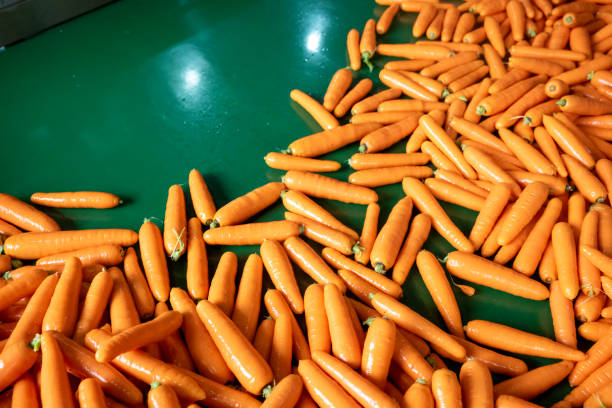 istock Carrots on the conveyor belt of the processing plant 2151550774