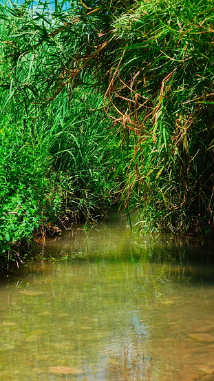 Vibrant Green Riverbanks Lush Foliage Clear Water