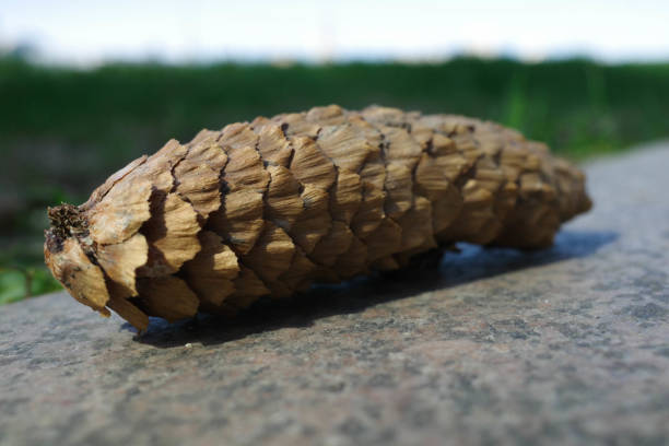 Single pine cone resting on a weathered wooden table surface with earthy tones. Top view
