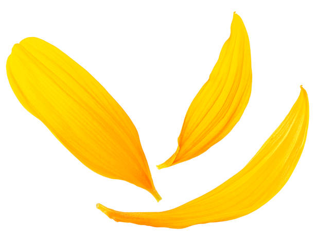 Three yellow sunflower petals isolated on a white background.