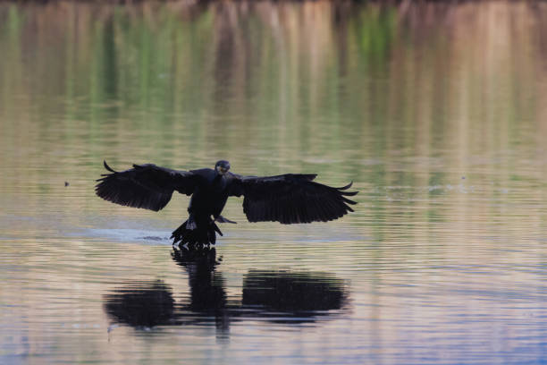 istock A Cormorant in a pond. 2151560383