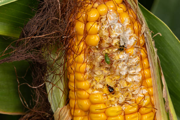 istock Northern Corn Rootworm beetle, Southern Corn Rootworm beetle and Colorful Foliage Ground Beetle eating kernels on ear of corn. Agriculture pest control, insect damage and farming insecticide concept. 2151562054