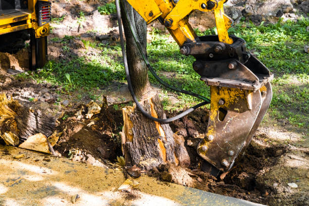 istock Moscow, Russia - May 03, 2024: hydraulic hammer uproots a tree 2151565812
