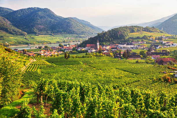 istock Green Vineyards around Spitz, Wachau valley, Austria 2151565897