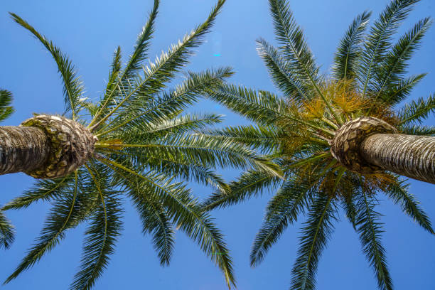 istock Coconut trees from below view to blue sky 2151566100