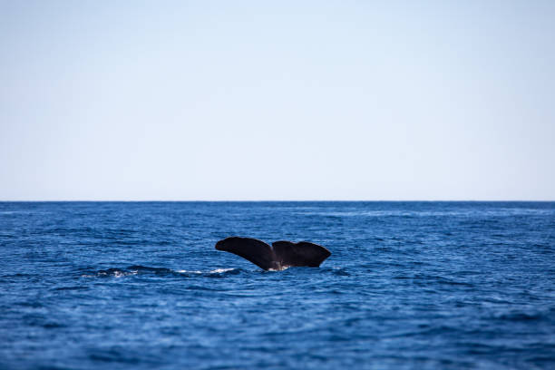 istock Sperm whale,physeter macrocephalus, about to dive, Norway, Europe 2151567174