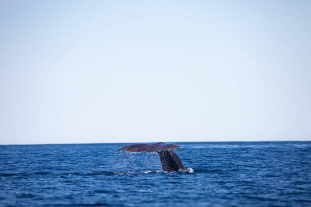 Sperm whale  about to dive in the arctic waters of Northern Norway - stock photo.