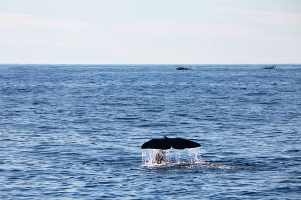 istock Sperm whale,physeter macrocephalus, about to dive, Norway, Europe 2151567178