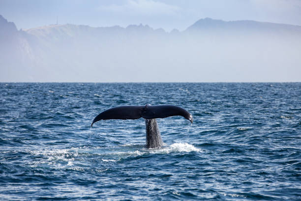 istock Sperm whale,physeter macrocephalus, about to dive, Norway, Europe 2151567193