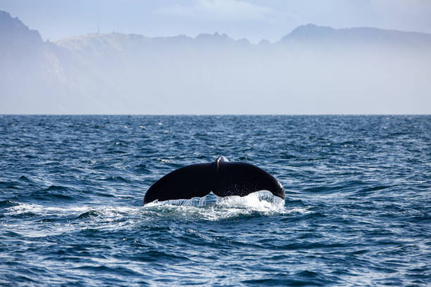 istock Sperm whale,physeter macrocephalus, about to dive, Norway, Europe 2151567197