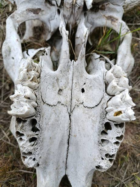 istock skull skeleton of a cow with horns 2151567487