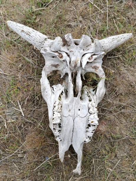 istock skull skeleton of a cow with horns 2151567502